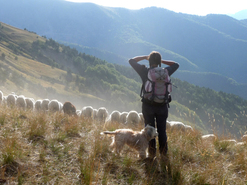 Bergere salariee surveillant un troupeau de brebis sur une estive des Hautes-Alpes. Crédit : Michel Meuret (photothèque inrae)